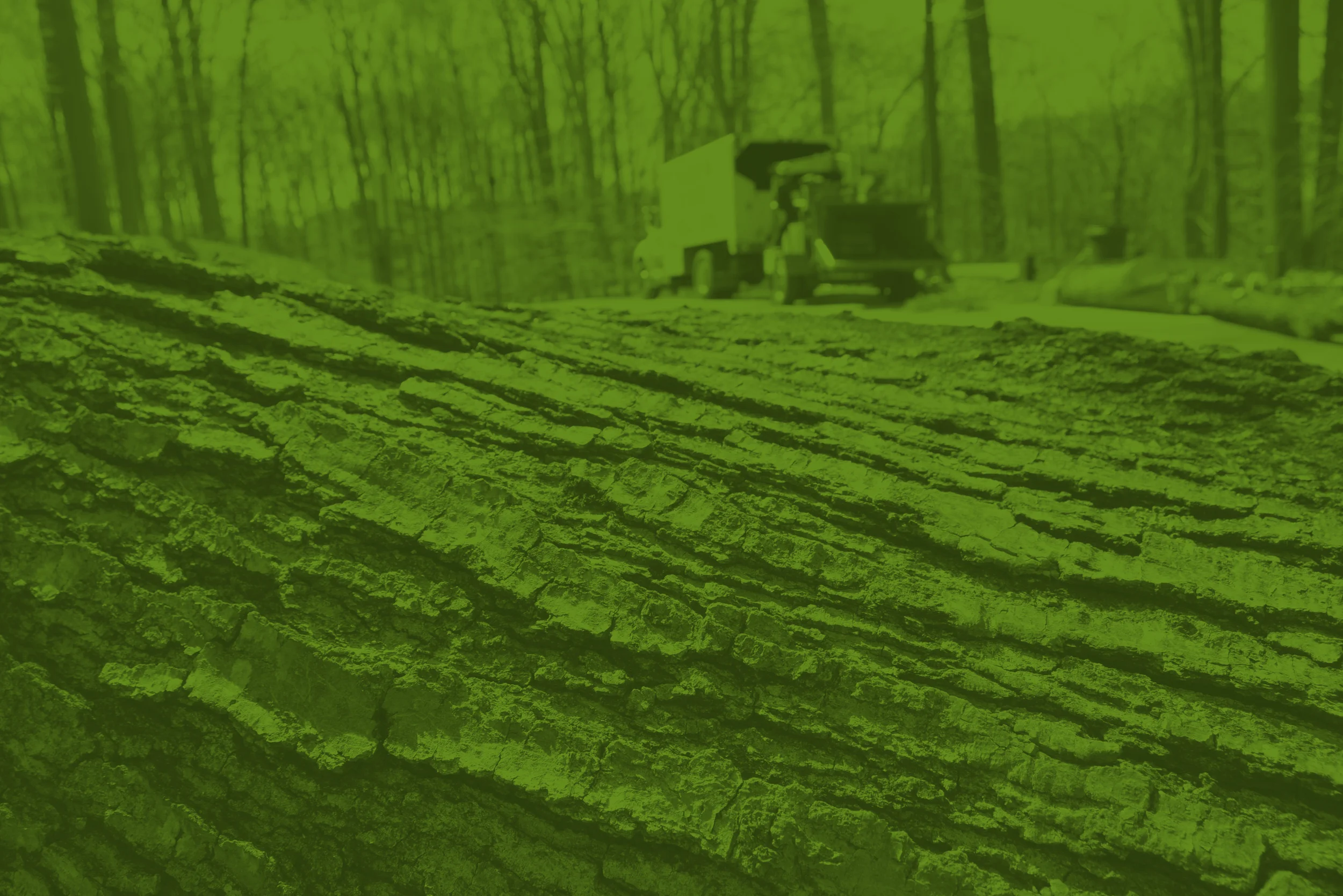 treeservice_1.jpg
