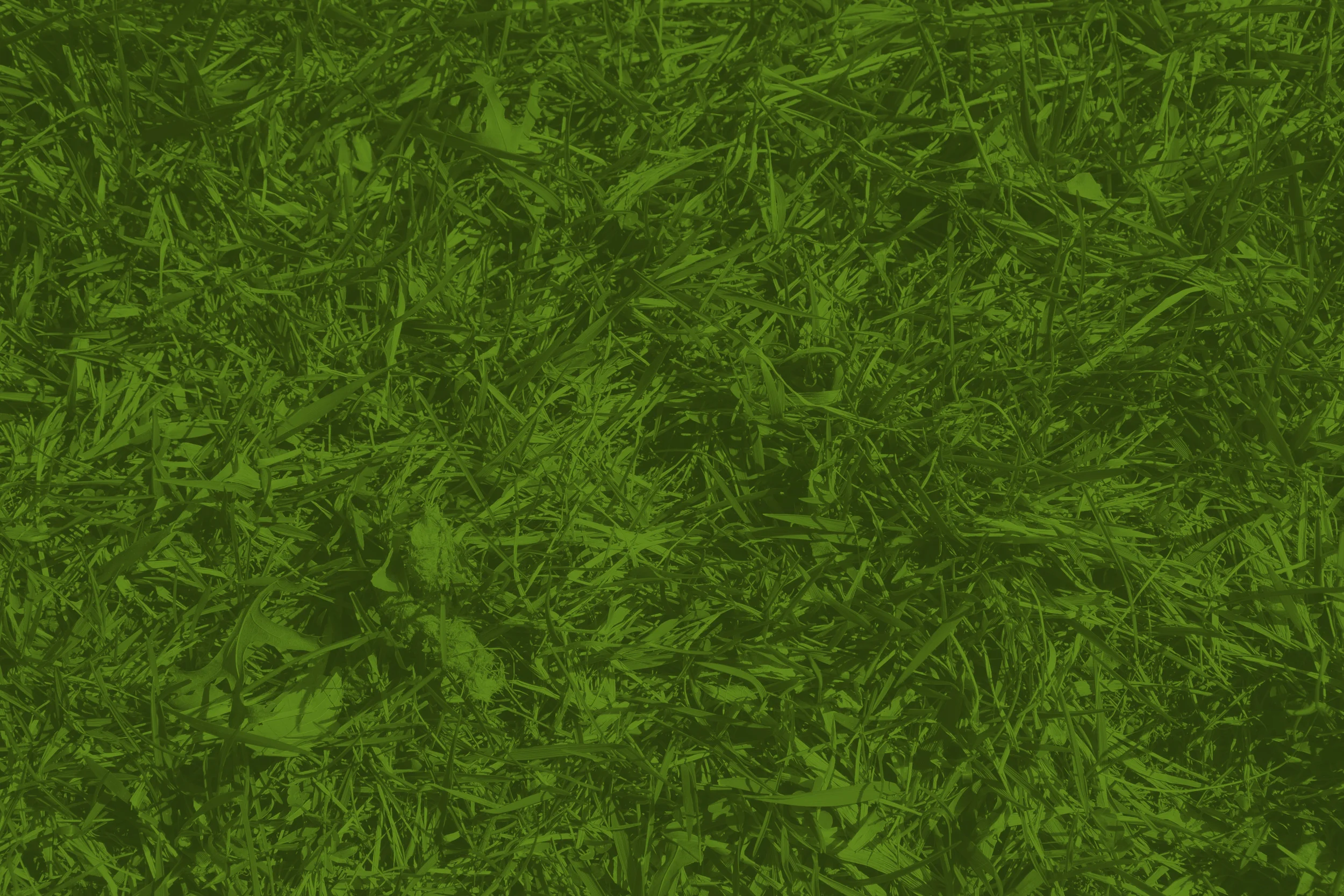 lawnservice_1.jpg