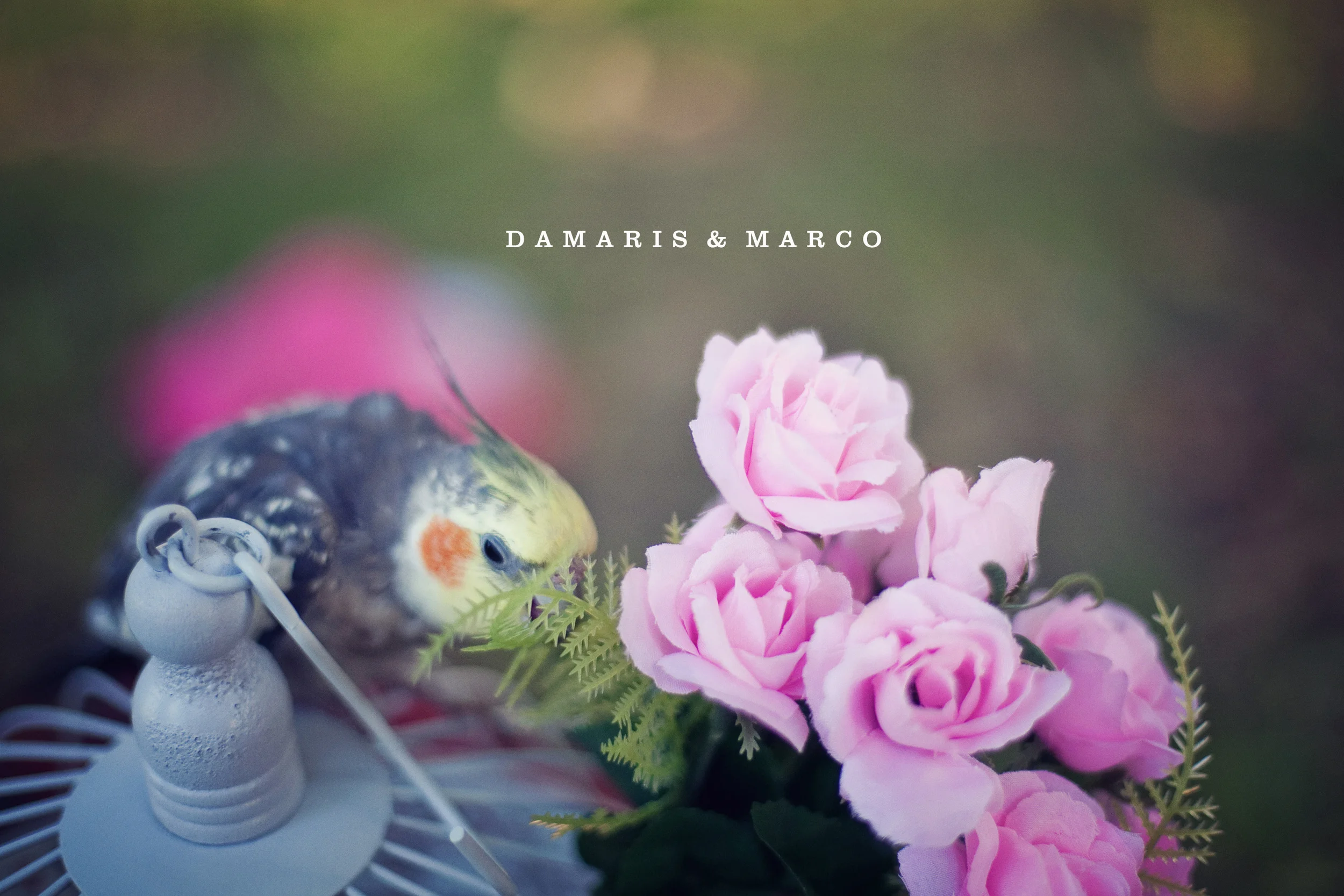 damaris_marco_001.jpg