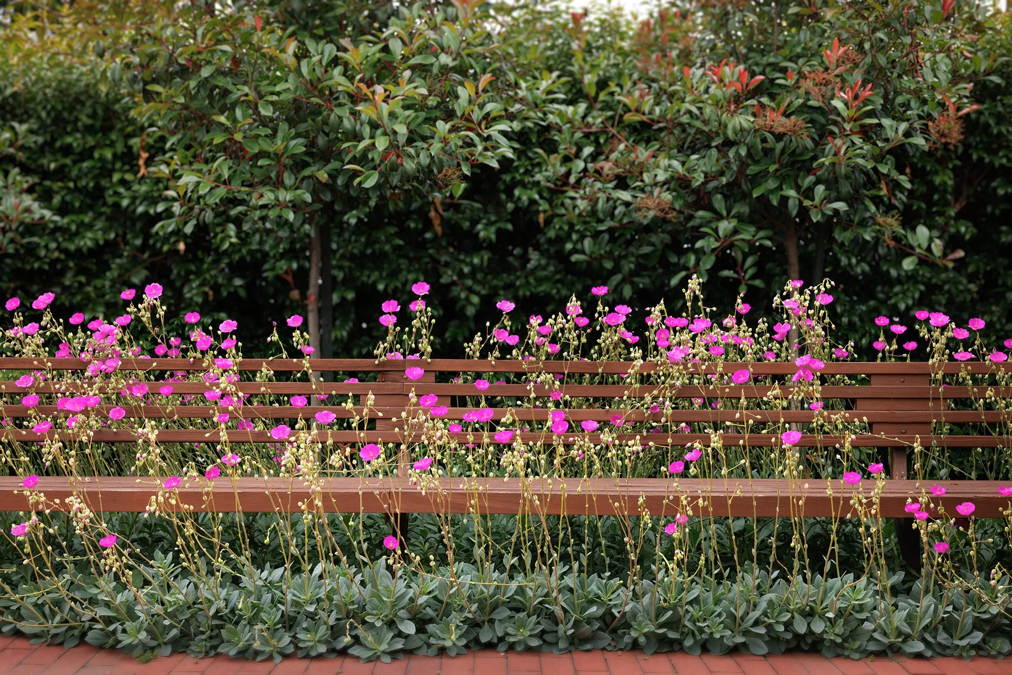 14-jared-frank-studio-ranchito-midcentury-modern-bench-flowers-015 v2.jpg