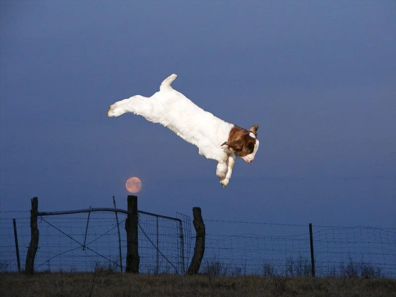 Full Moon Goat Yoga + Meditation