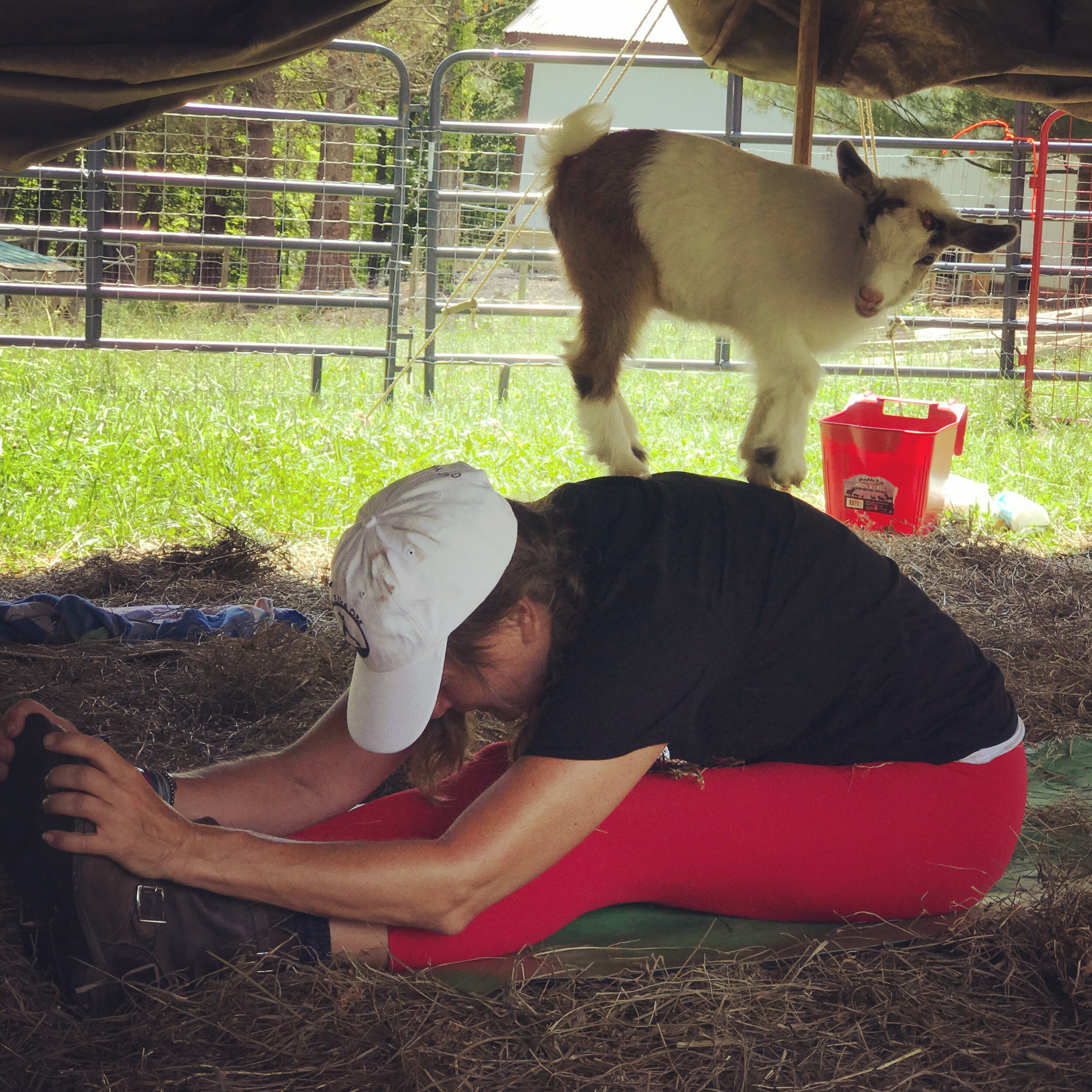 Baby Goat Yoga 