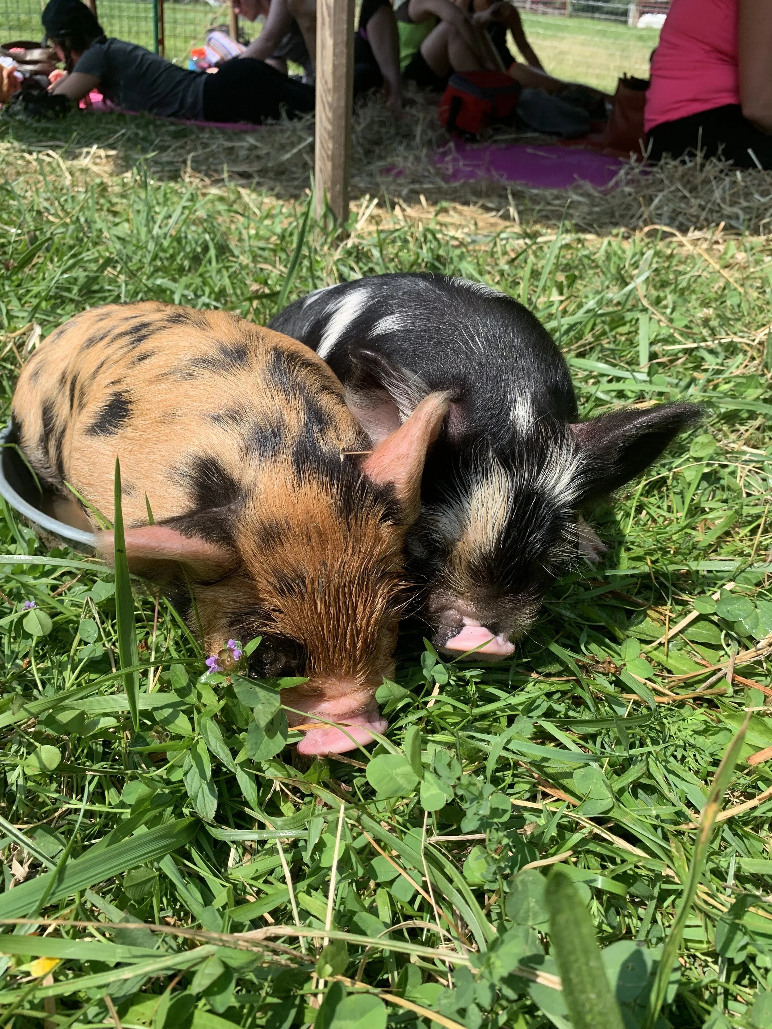 Piglet Yoga  