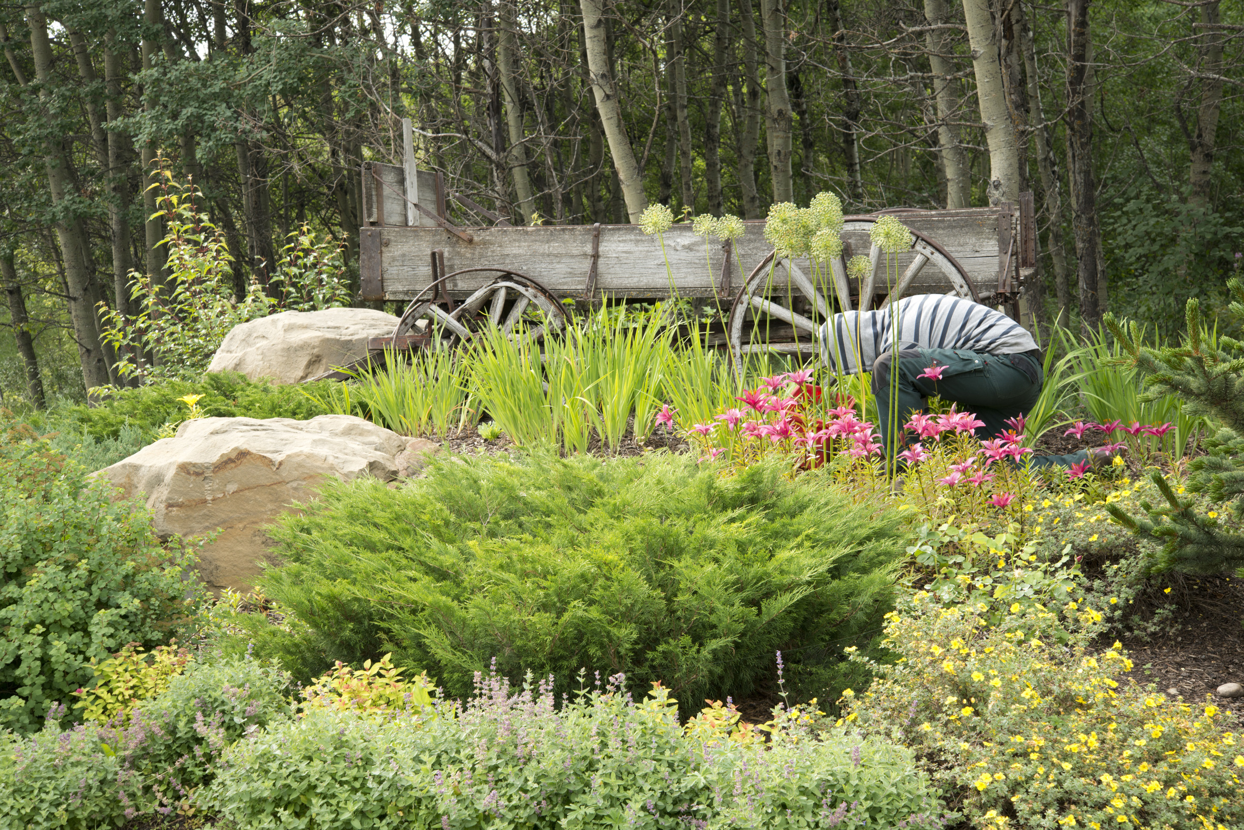 Gardener weeding in the flower bed