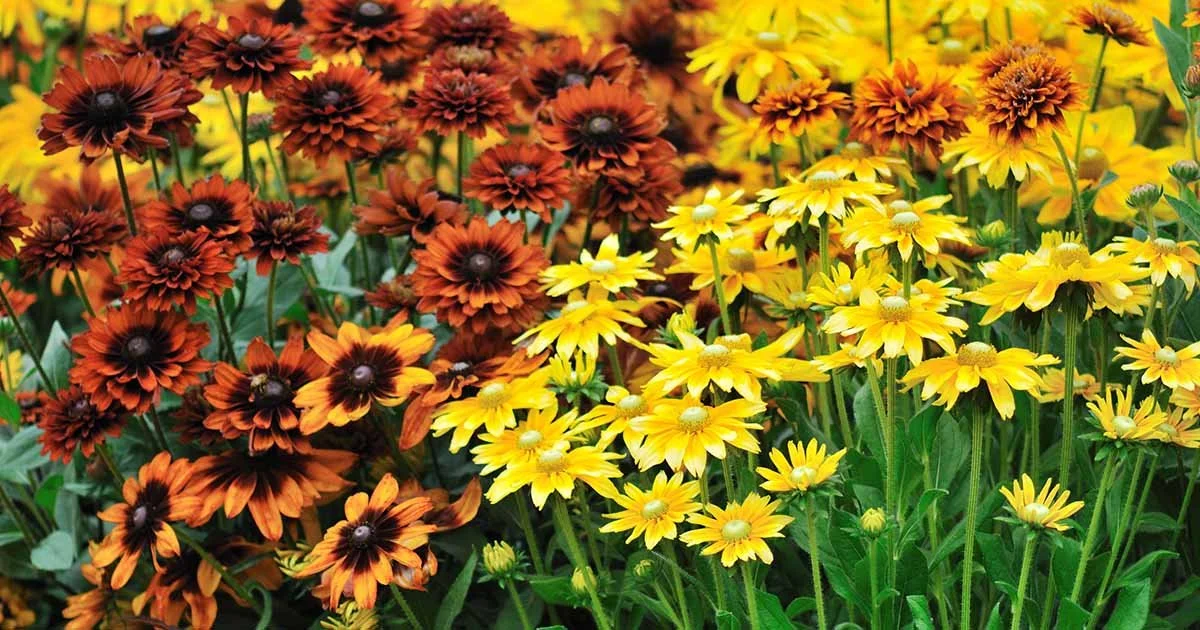 Fall Flower Image.jpg