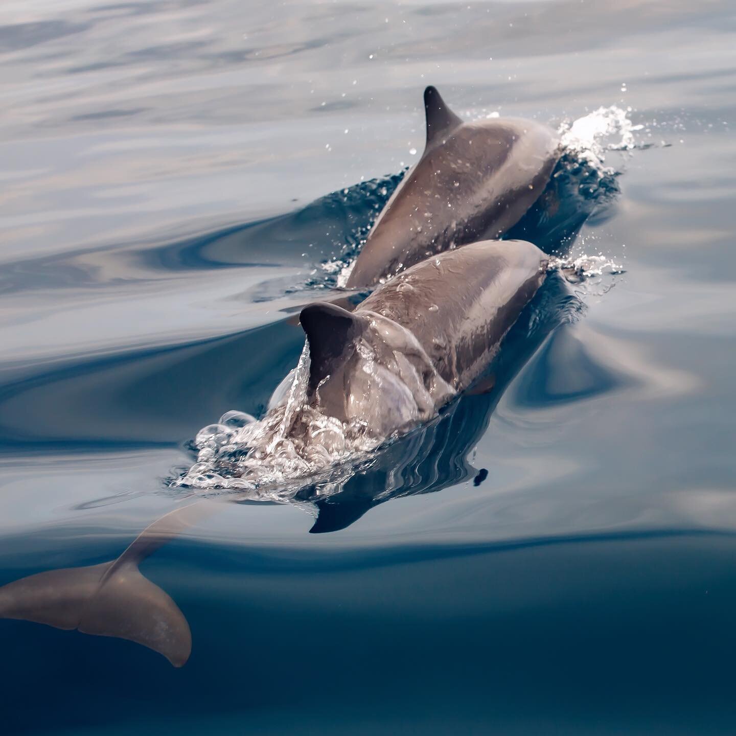 We call it MAGIC ✨
.
.
.
Photo by @durchanek 
#nunuibali #handmadebikini #ocean #dolphins #oceanlovers