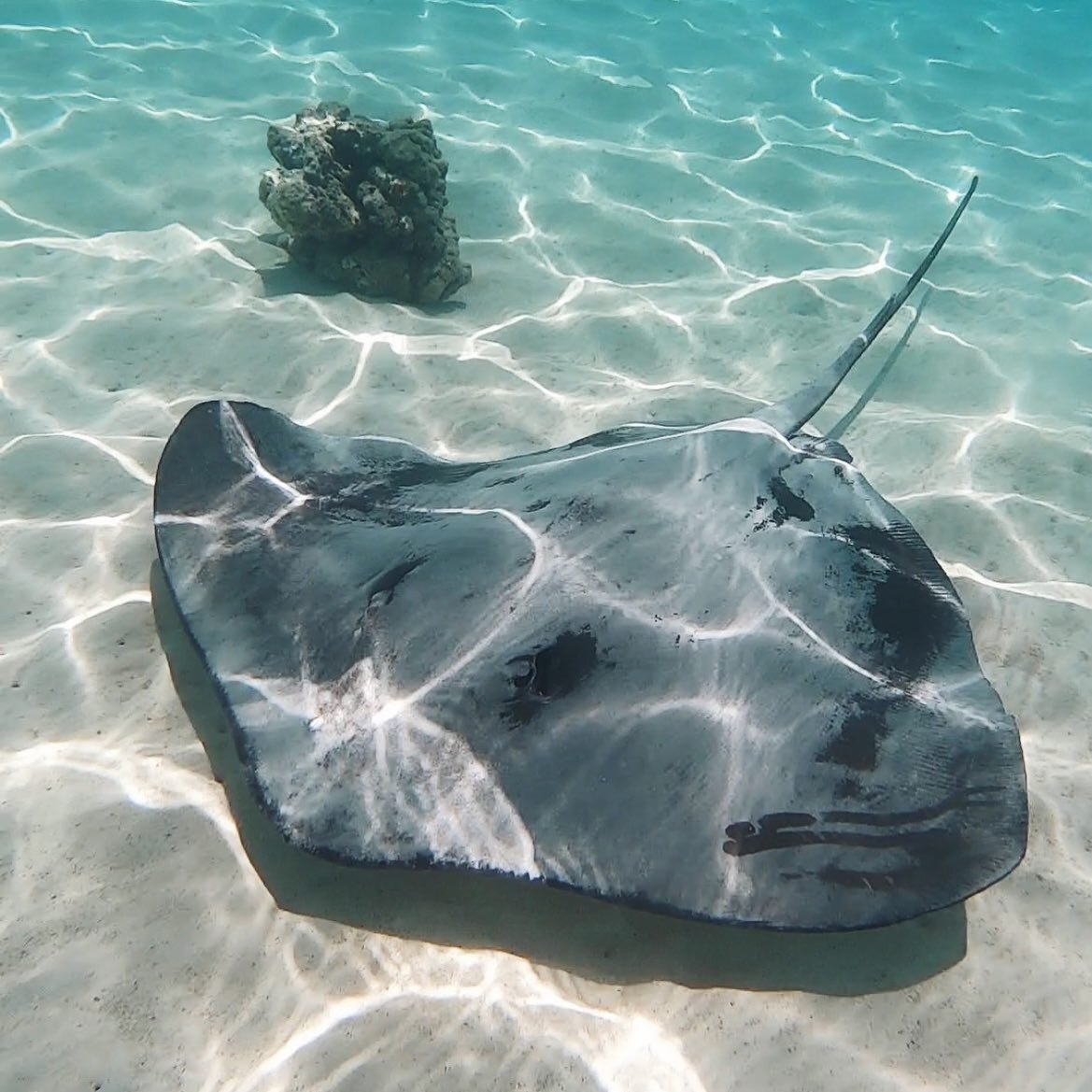 JUST GO WITH THE FLOW ✨ 
Happy Weekend Everyone!🫶🏽

#marinelife #underwater #stingray #ocean #oceanaddict #protecttheocean #tahiti #moorea #frenchpolynesia

📸 @barboracheco