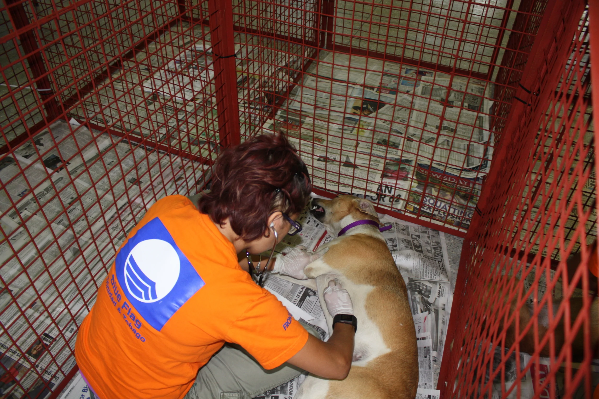 Trinidad and Tobago engages in Responsible Pet Ownership Project to control the stray animal population