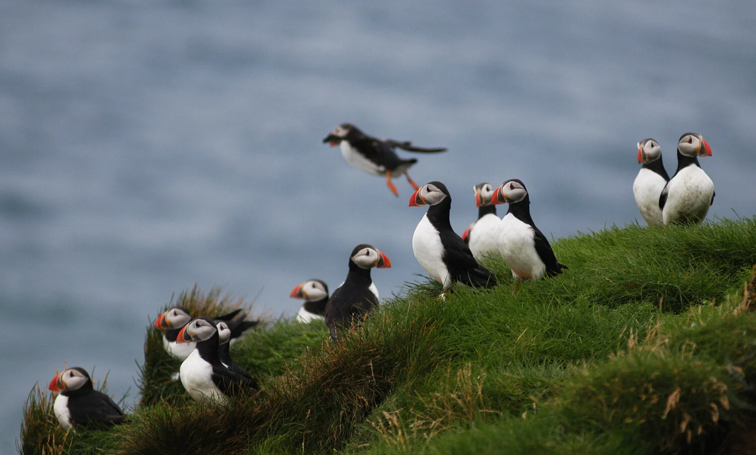 9 Puffin island (1).jpg