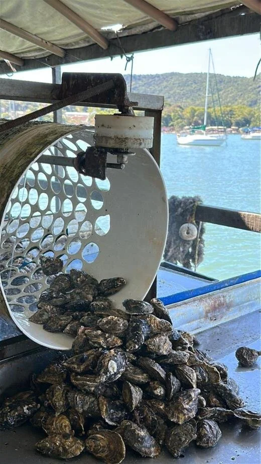 Oysters.jpeg