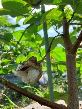 marina farm cotton (2).jpg