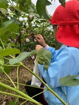 cotton harvesting experience with local kindergarden kids (2).jpg