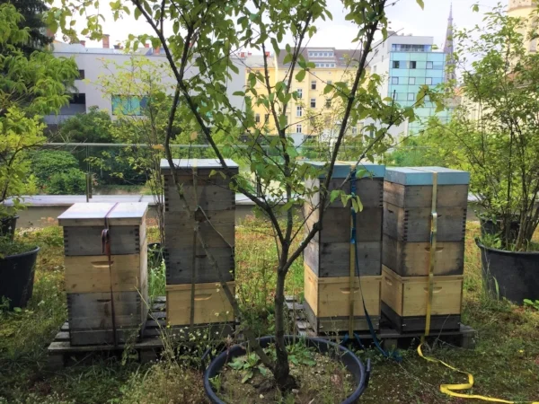 download_bees.jpg
