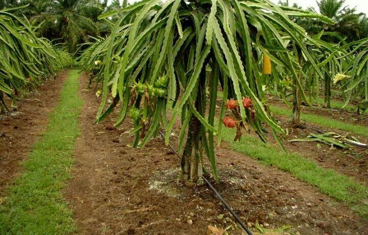 Local farm in Mexico.