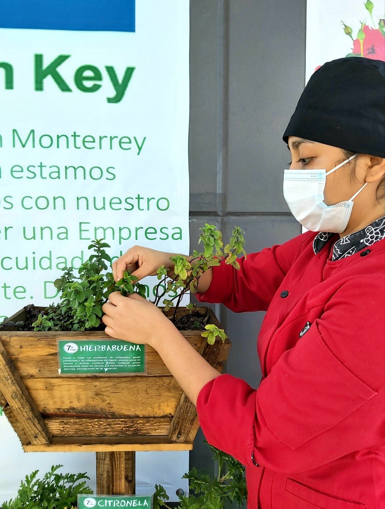 Staff harvests peppermint to flavor food in the kitchen.