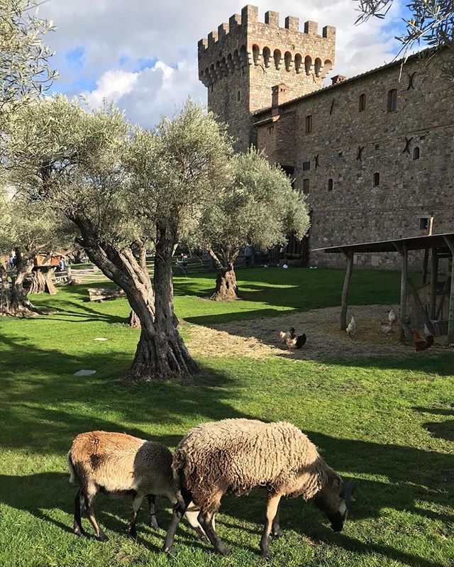 Look guys...it&rsquo;s a real castle in the middle of California...with real live farm animals! #napa #napavalley #calistoga #wineries #castle #castellodiamorosa #napacastle #drinking #travel #animals #wine #winecountry #california #somoma #farm #win