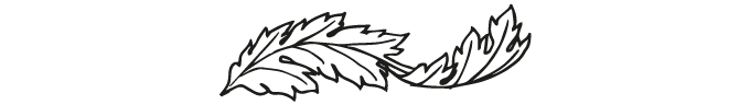Acanthus_thin.png