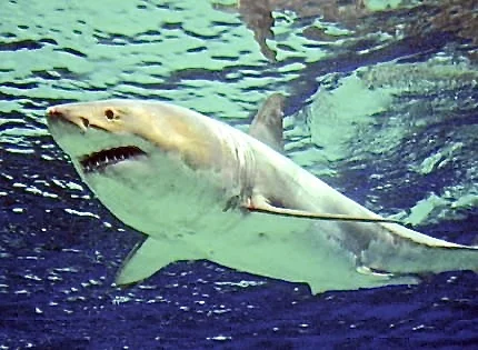 Great White.jpeg