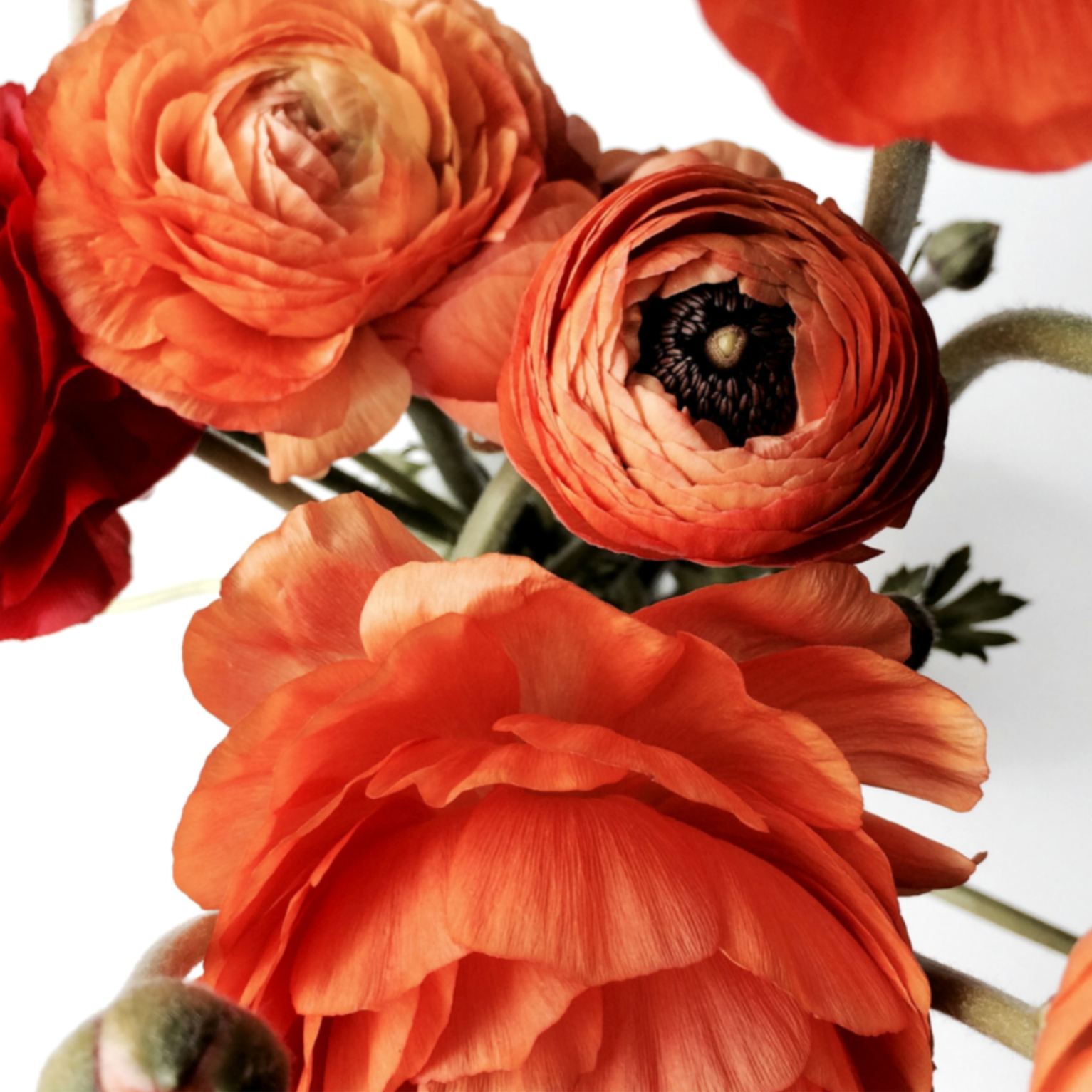OrangeFlowers.png