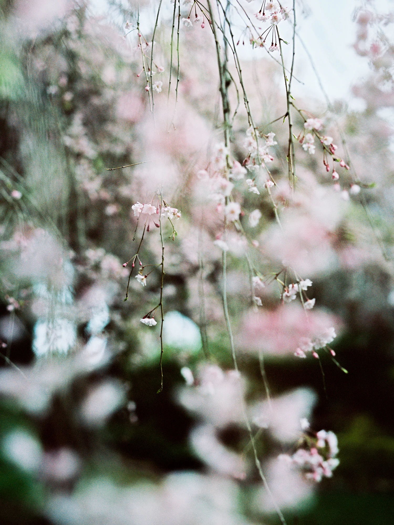 Eventide Posy Web 35mm-2.jpg