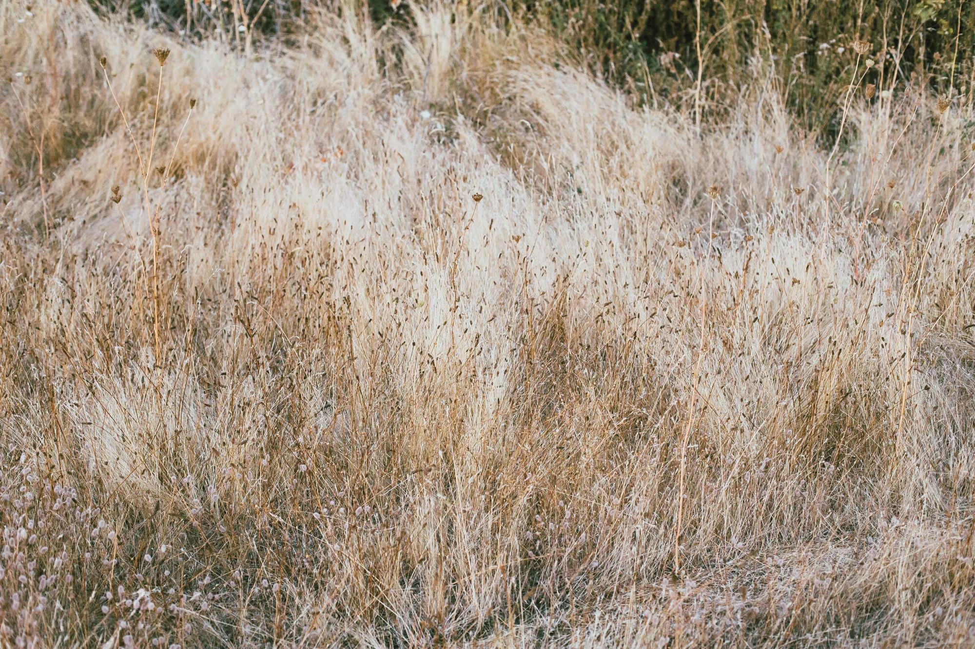 Eventide Kati Web-21.jpg