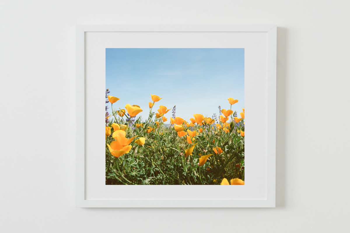 White Frames-17.jpg