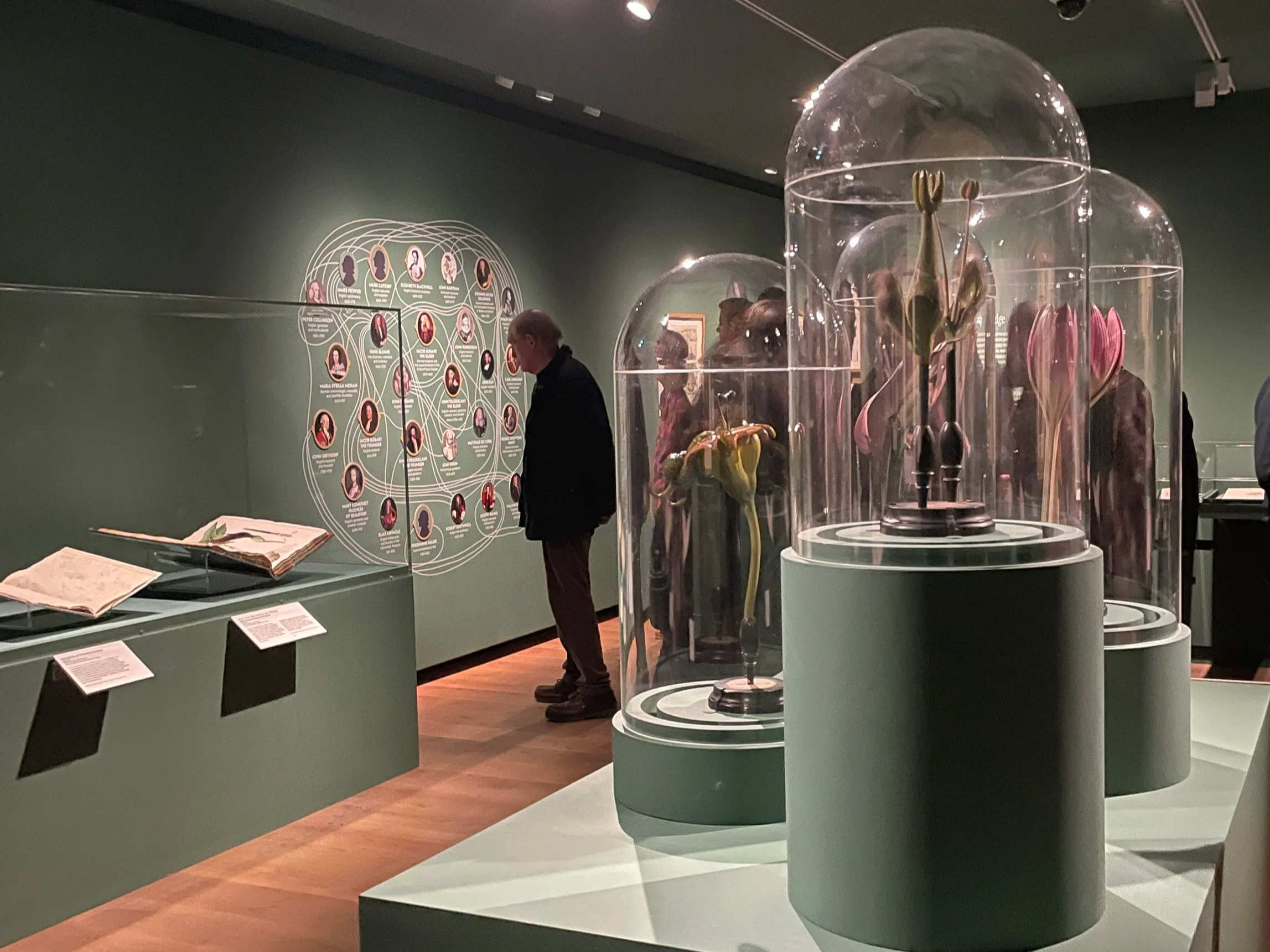 In Bloom (freelance for Ashmolean Museum)