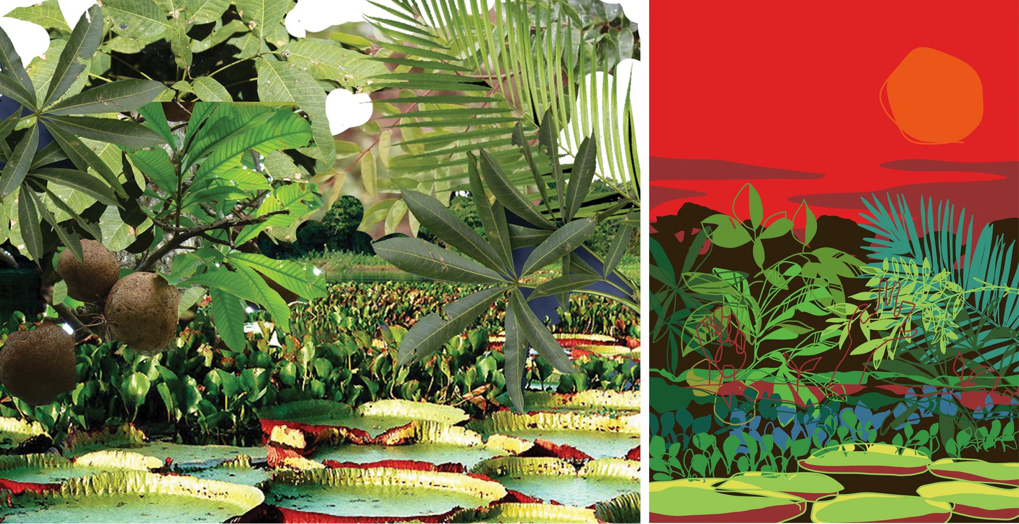 A digital collage of the most typical plants found in the Amazon forest was made as a guide for the final digital illustration on the cover.