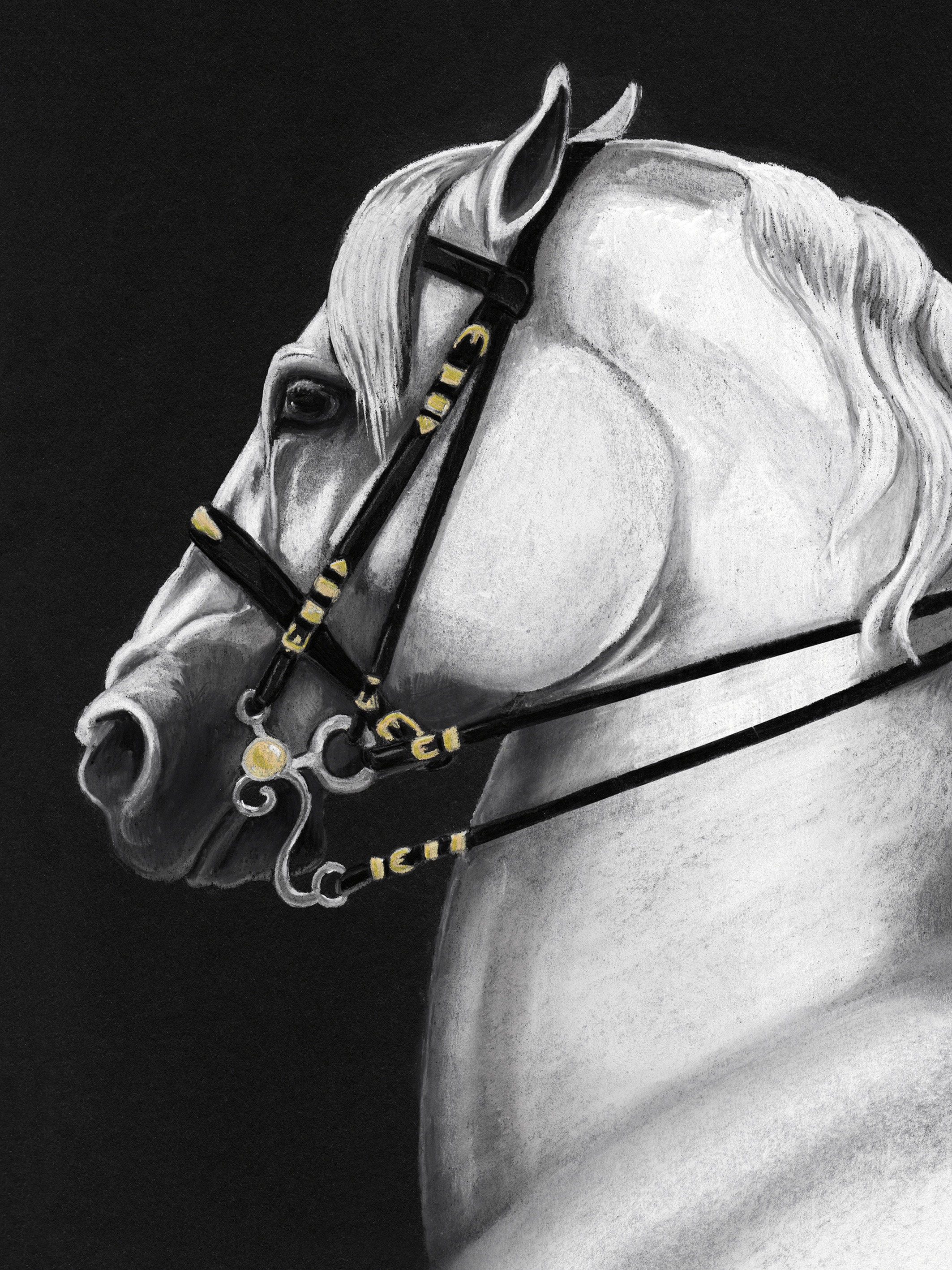 PORTRAIT LIPIZZANER