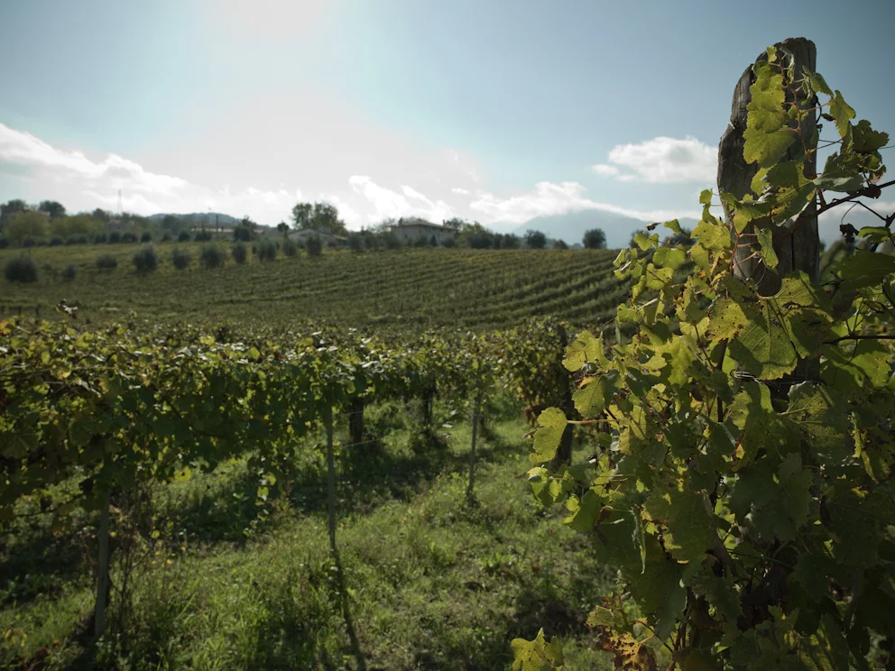 VIGNETO-DI-GRECO-DI-TUFO-DOCG-IN-LATAVILLA-IRPINA-2.jpg
