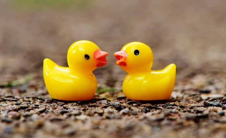 ducks-1339558_960_720.jpg