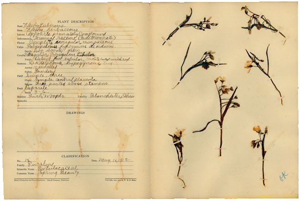 Clyde Collis herbarium from 1912. Photo published by Lloyd Library and Museum.