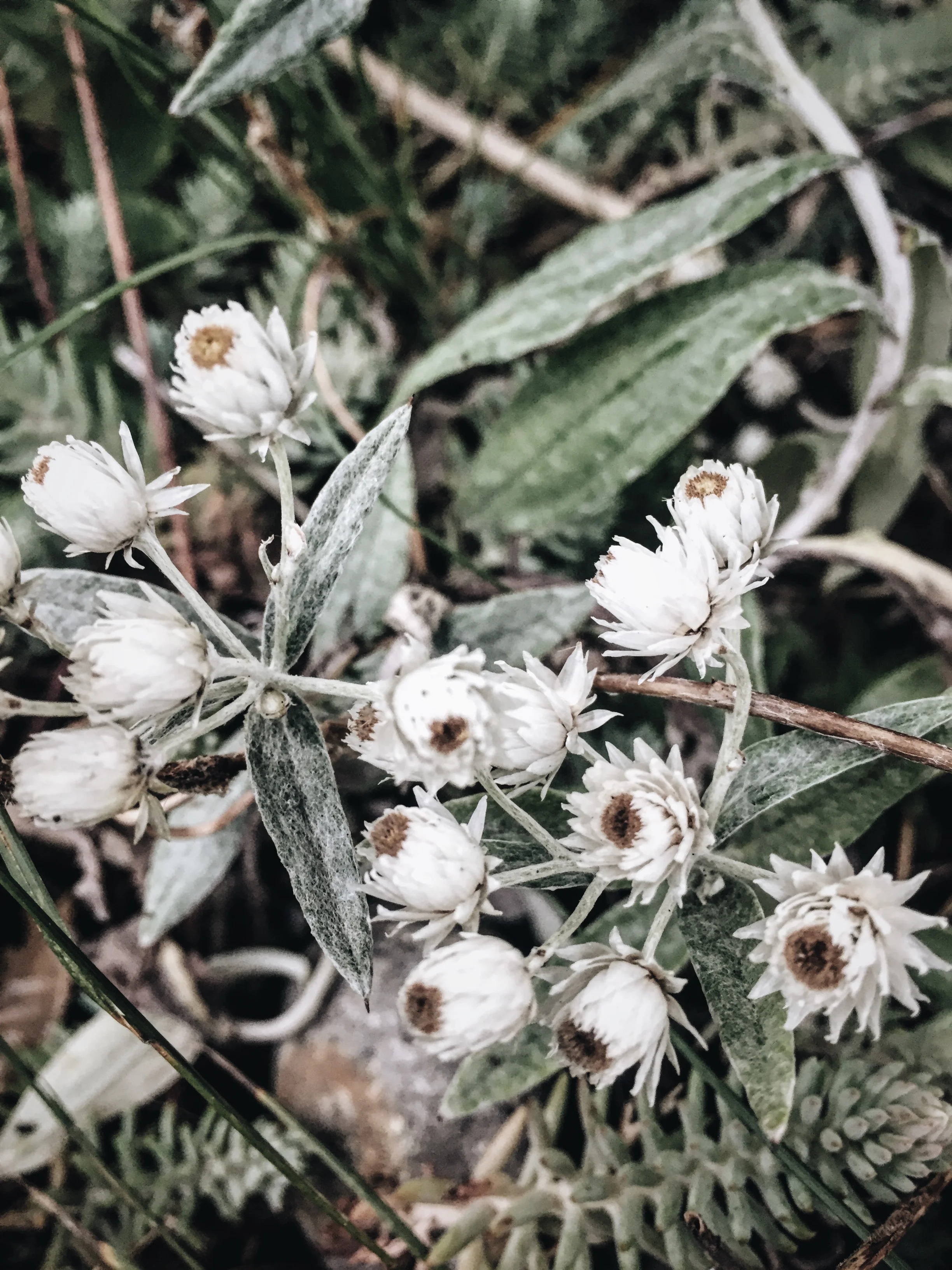 Slowdesign_flower.jpg