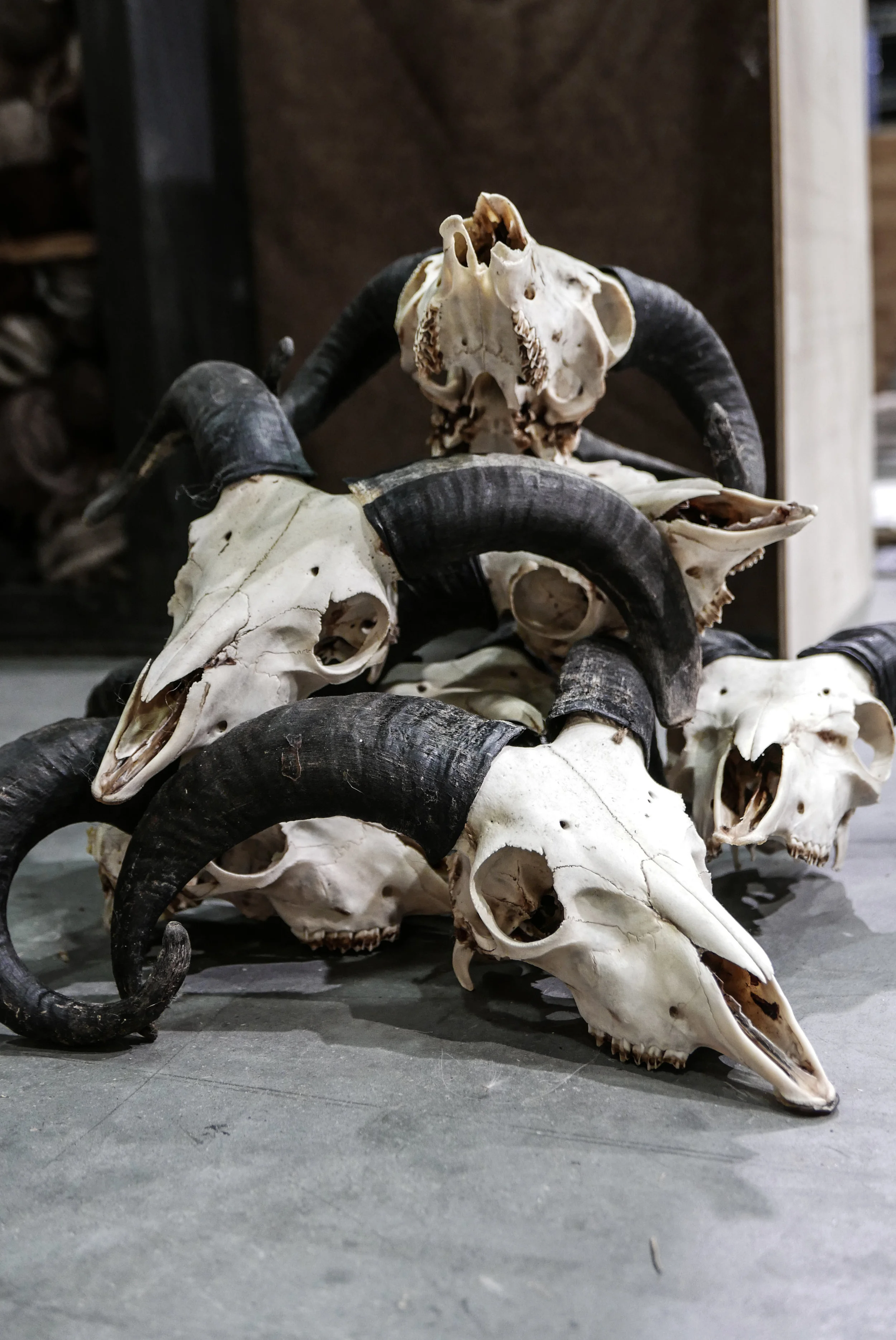 SlowNesting_heads2.jpg