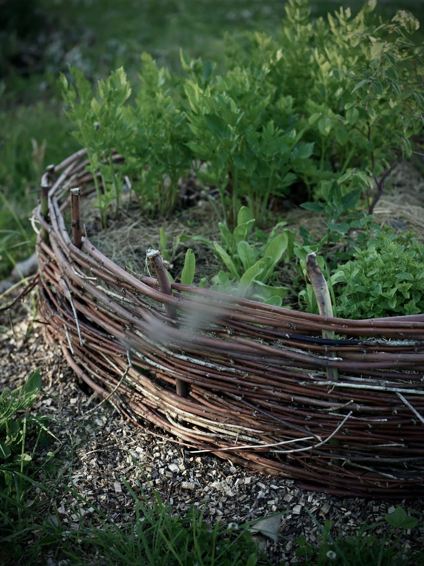 These days I spend a lot of time in the garden. Working to restore the quality of the soil, building beds, sowing seeds. In anticipation of a greenhouse we have made a temporary arrangment in the stable and the plants seems to thrive. 

It`s not only
