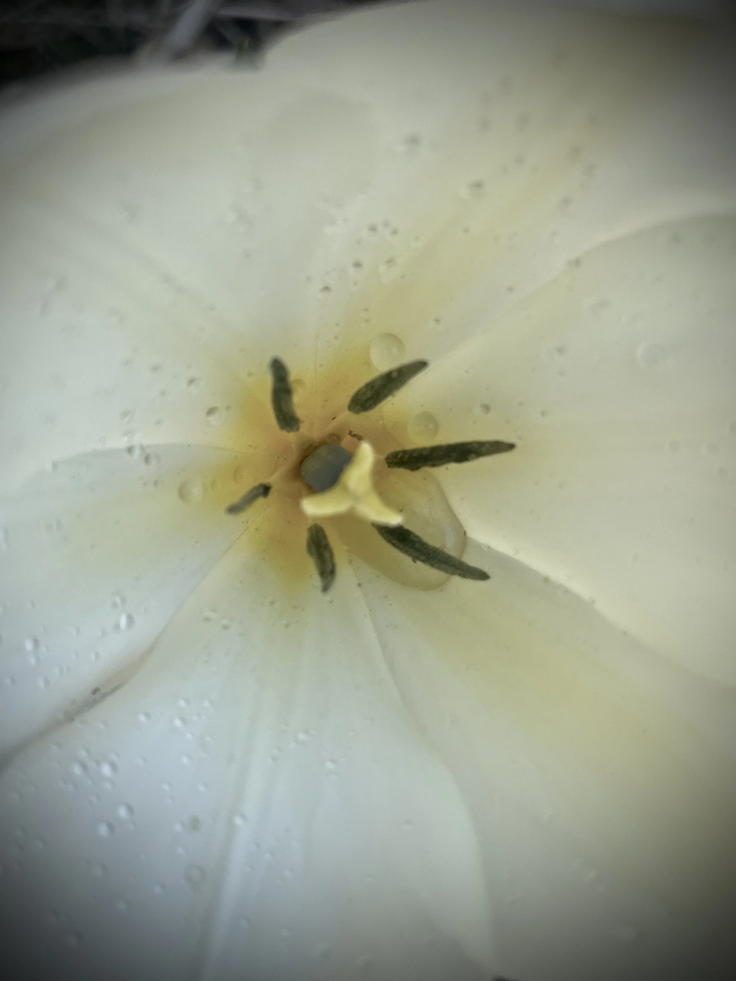 IMG_7518.jpeg