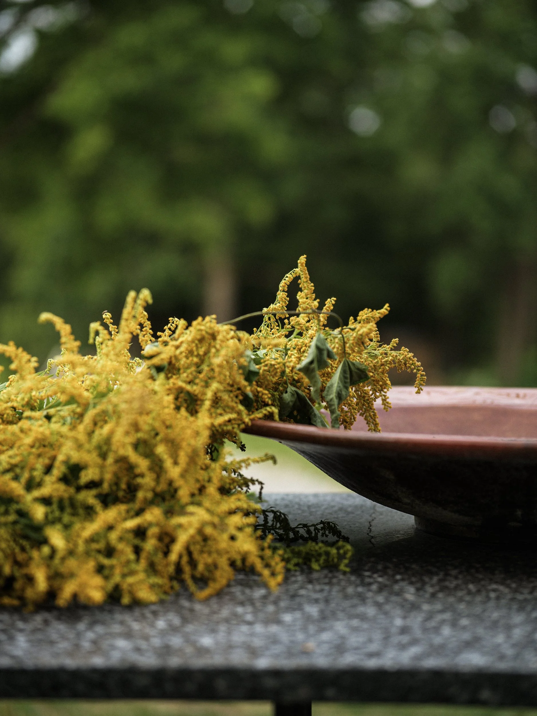 Slow_plants-34-2.jpg