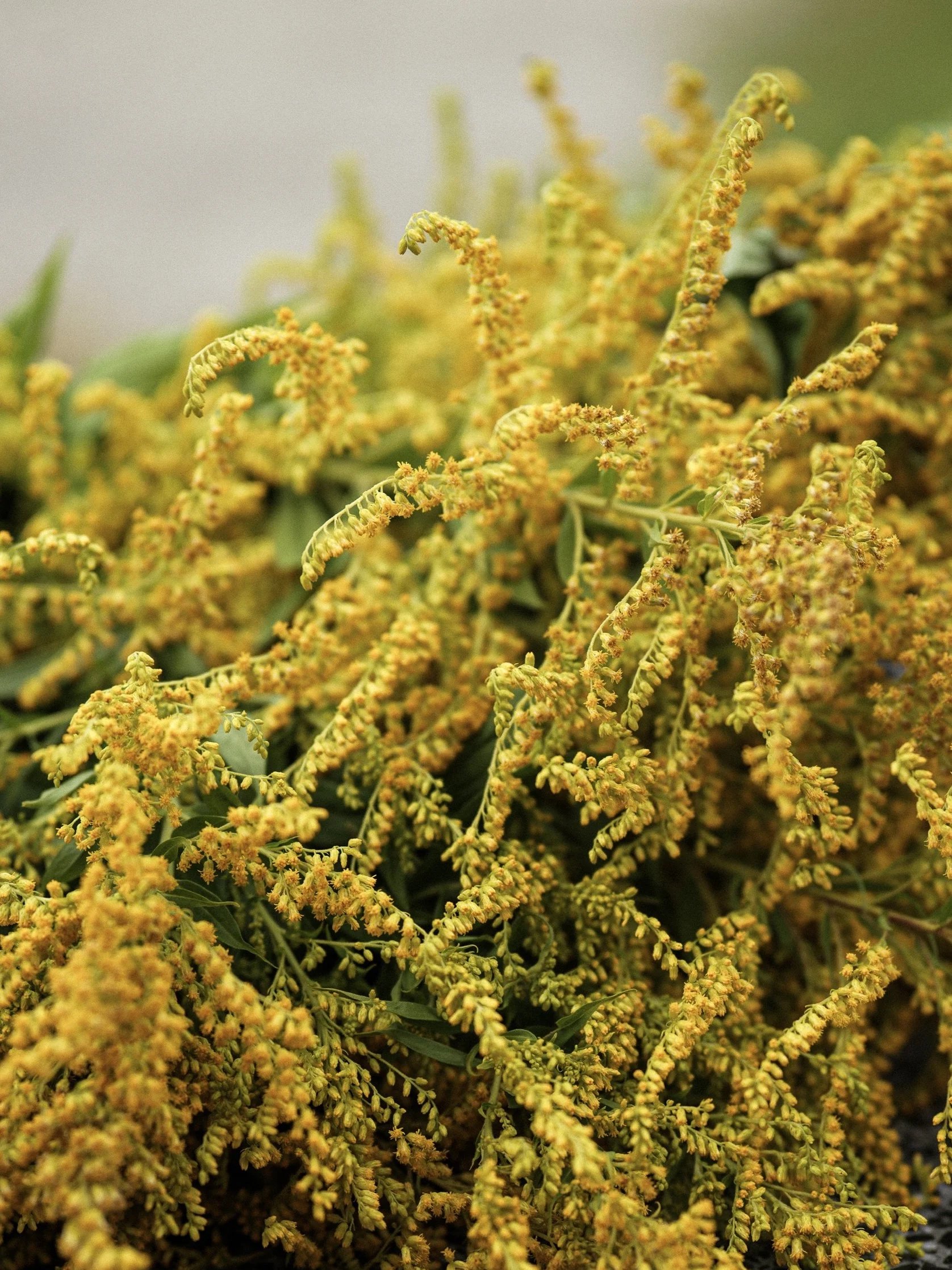 Slow_plants-32.jpg