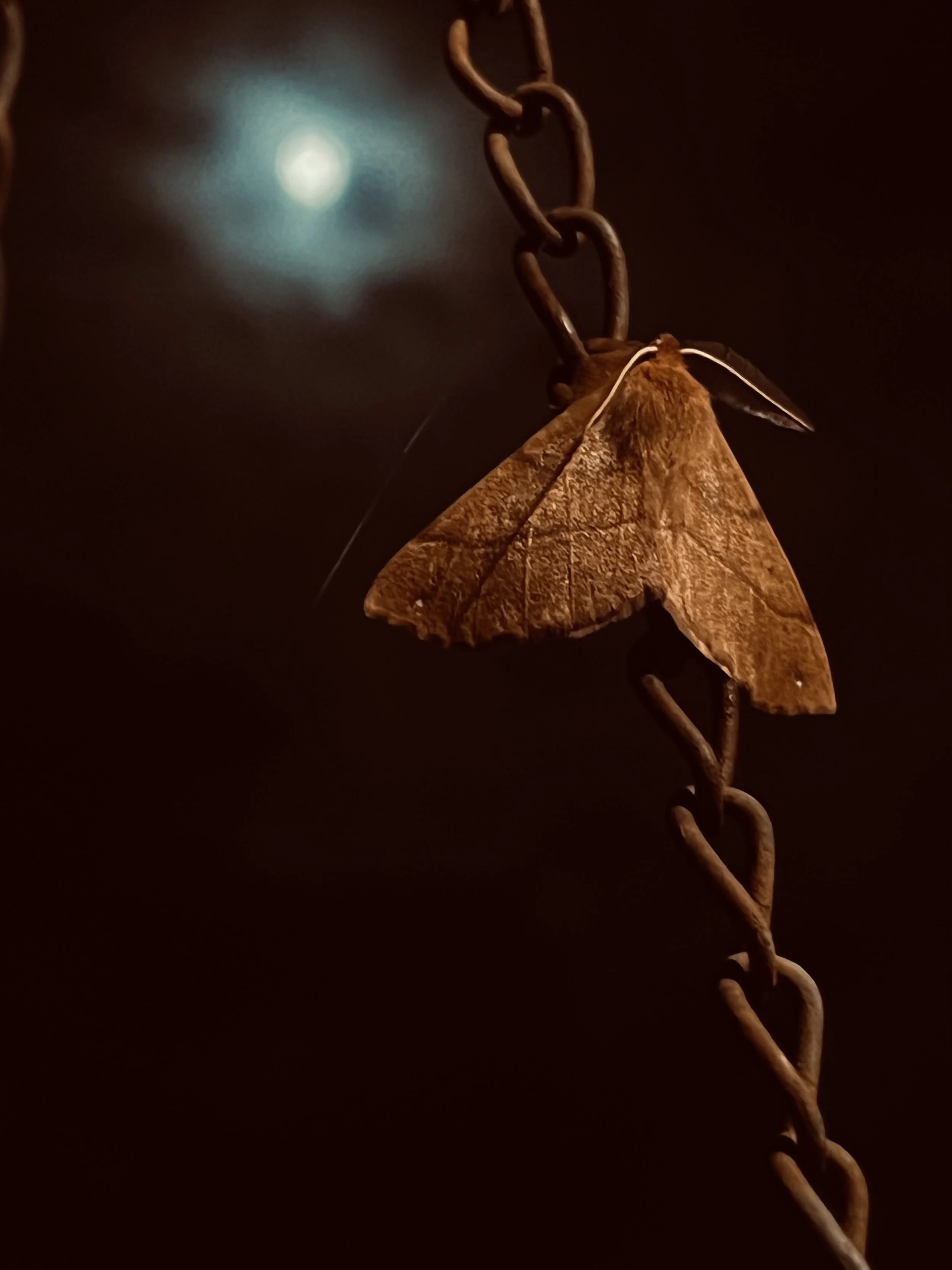 IMG_5571.jpeg