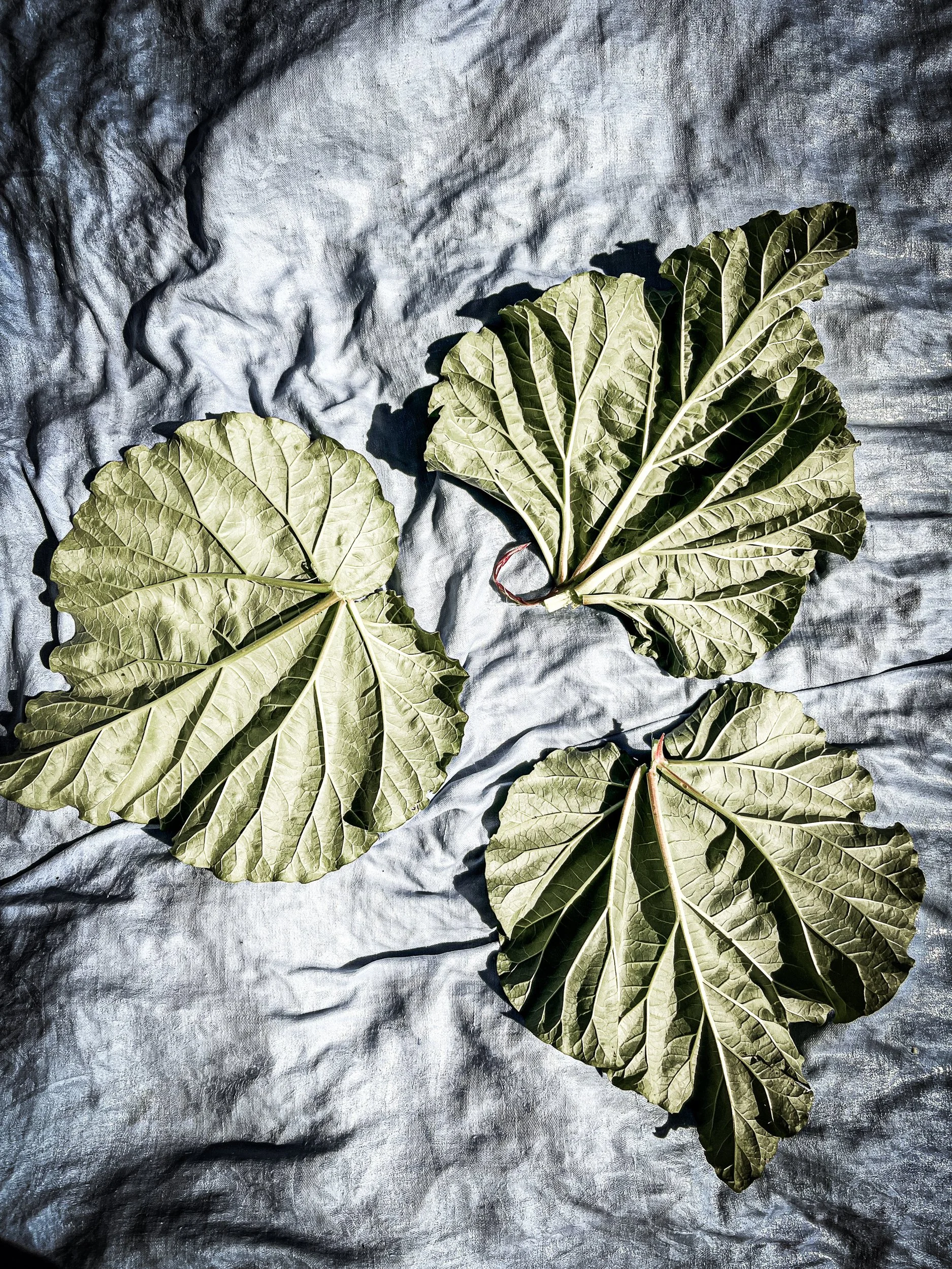 Slow_plants-3.jpg