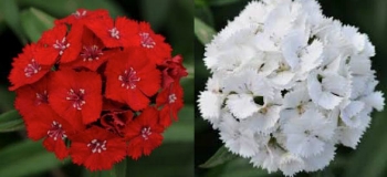 2 color change only - SCARLET AND WHITE DIANTHUS -