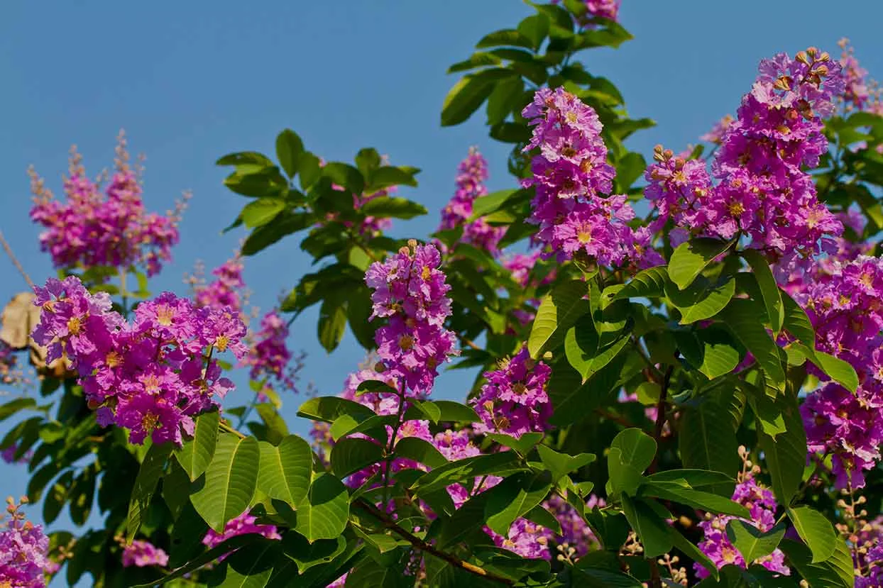 Crape-Myrtle-4Dark.jpg