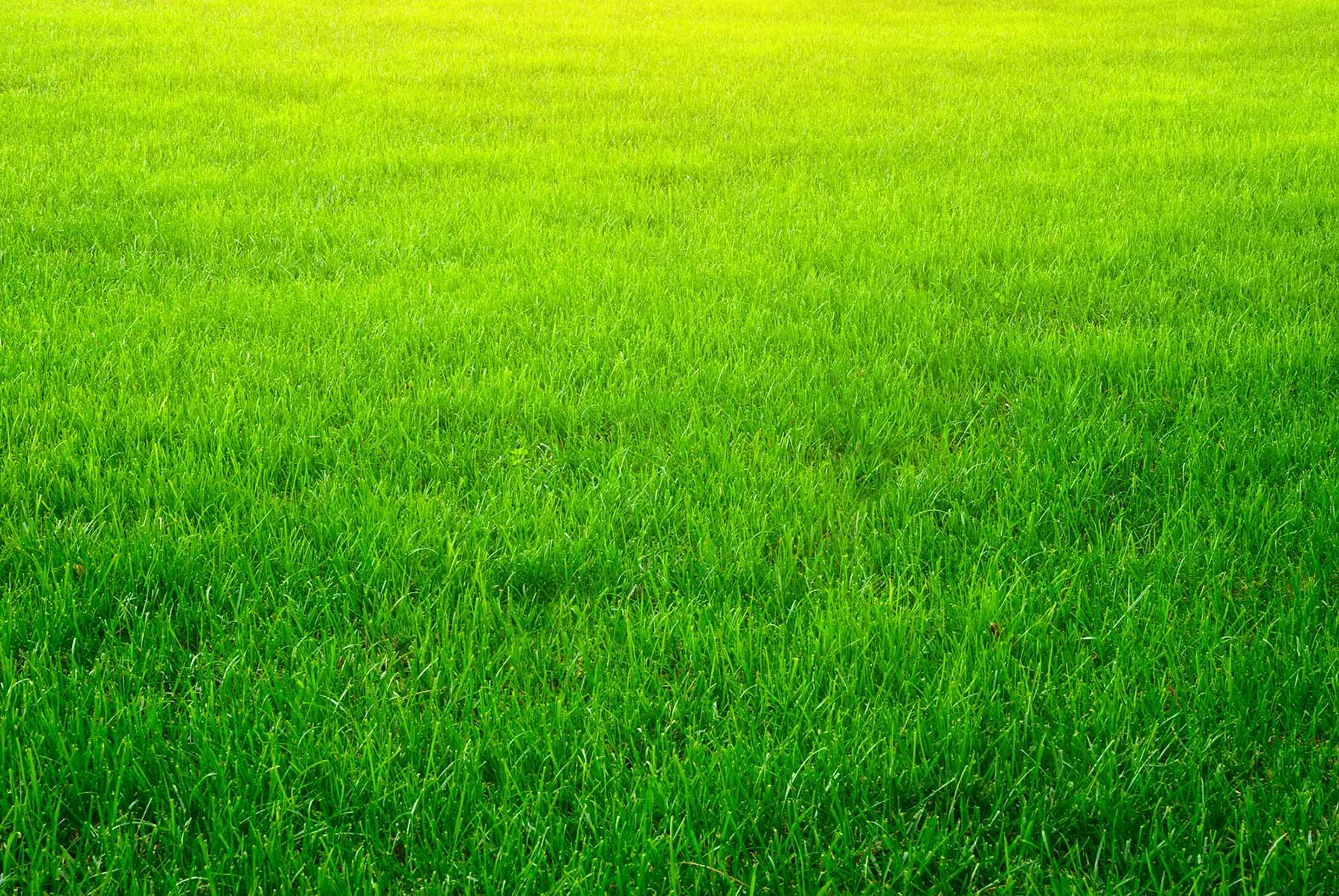 grass-header.jpg