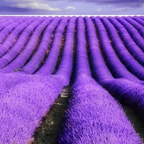 Beautiful-Lavender-Fields-Of-France4.jpg
