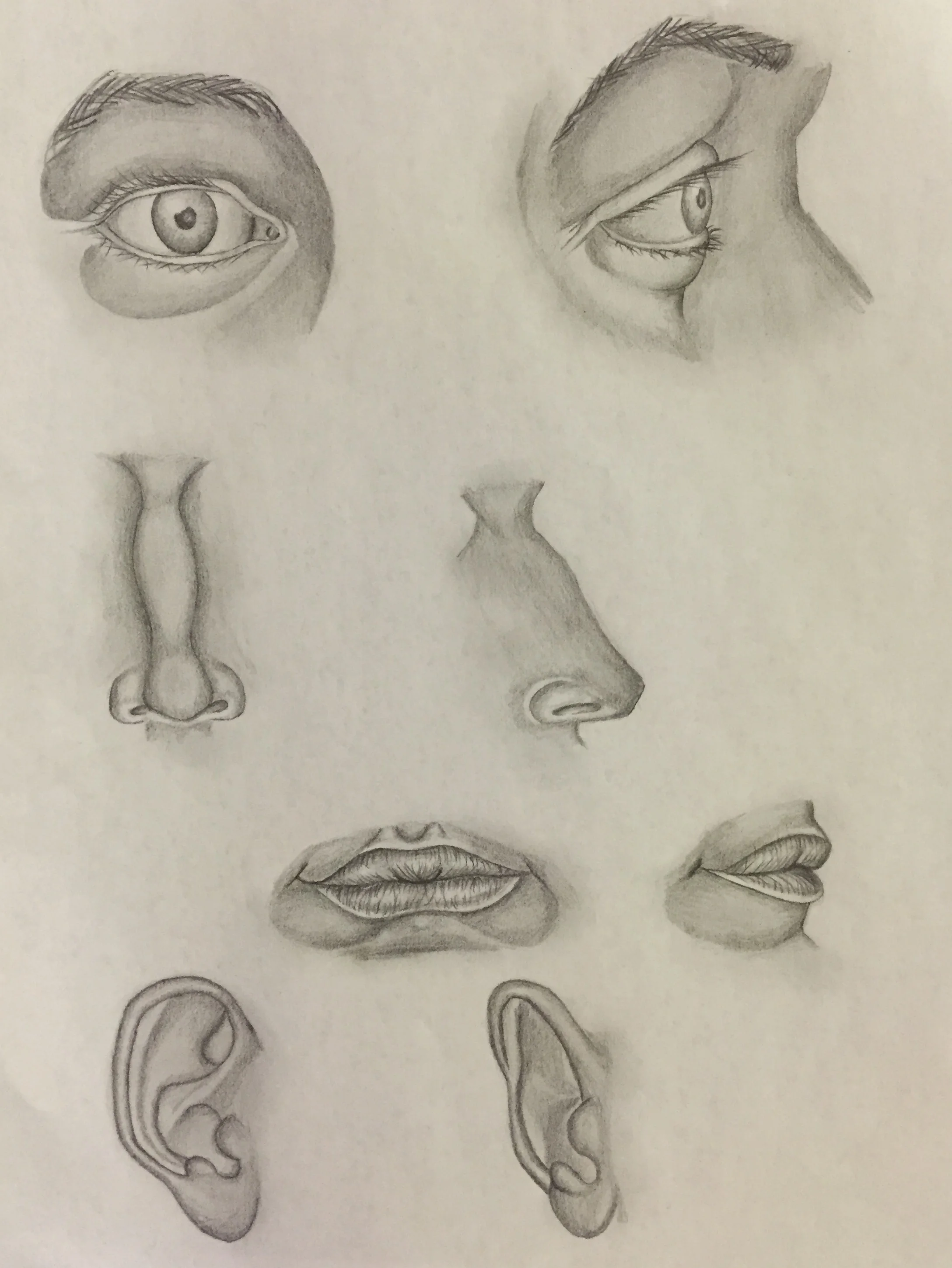Parts of the Face