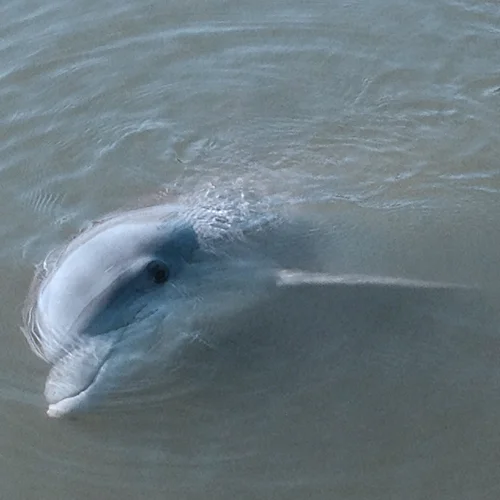 Dolphin and Boat Tours