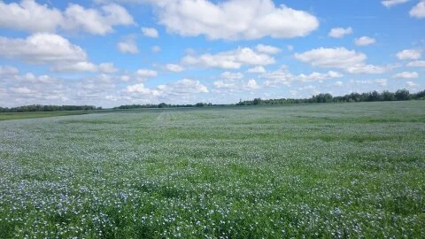 Flax flowering