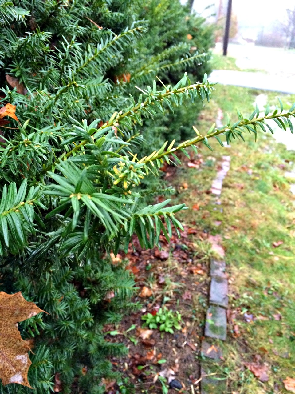 evergreen pruning