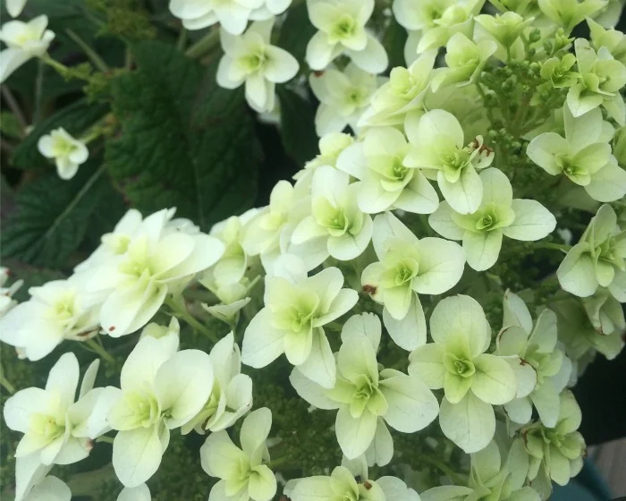 7 Embrace Hydrangea Q 5x4.jpg