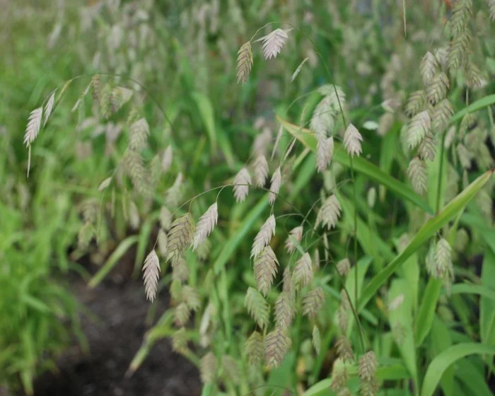 10 Embrace Sea Oats.jpg